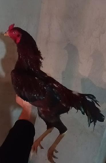 broyler cuce satisi: Aprel beçəsi satılır cinsi kamboçdu super heyvandı ehtiyacdan satılır — 2