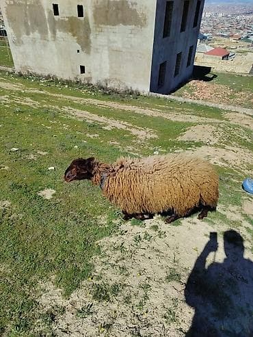 Erkey toğulu satılır istəyən olsa yazsın video sun atım baxın real