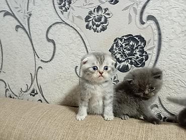 simental inekler satilir: Şotland, Erkək — 3