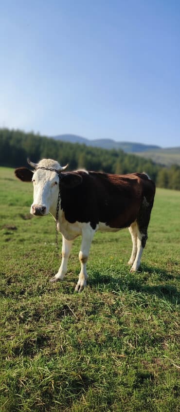 1 dəfə doğmuş inək(düyə) satılır. Günə hal hazırda 10 litr süd verir