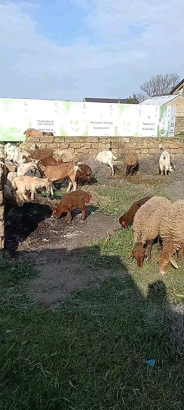 Keçilər, çəpişlər: Məhsul: Xırdabuynuzlu heyvan sürüsü Təsvir: salam hazir saģilan sudu — 2