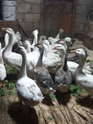 bmw 3 серия 328i at: Erkək, Damazlıq — 6