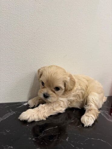 где можно купить собаку мальтипу: Pudel — 7