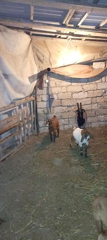 Qoyun-keçi təsərrüfatı üçün heyvanlar - Növ: Keçi (3 baş) - Görünüş — 2