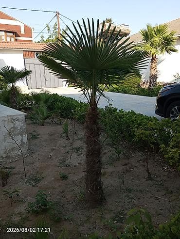 palma: Yelpək formalı yarpaqları olan dekorativ palma ağacı (Trachycarpus — 1