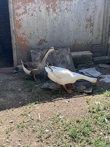 ucuz ev iti: 3 ədəd linda qazı satılır 1 xoruz,2 fərə 1 yaşındadırlar küh yatmağa — 2