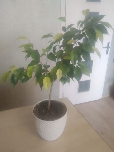 продам фикус бенджамина: Ficus "Benjamin" — 1