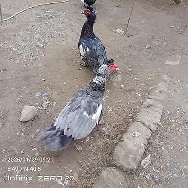 Gəmiricilər: Erkəy dişi var qeyd olunan qiymət macar sortuna aiddir — 8