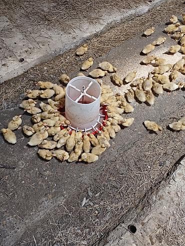 lavanda lal ordəklər: Salam, ciddi alıcılar əlaqə saxlasın, 15-17 günlük ördəklərdi sayı 300 — 5