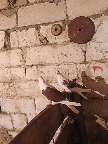 Птицы: Salam iran miz kekiller bir cüt satılır reyal alıcıya endirim olacaq — 3