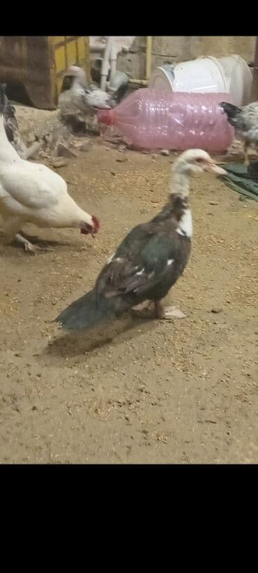 Keçi, çəpiş: Lal ördək yumurtaya dusub 8 ayliqdr — 3