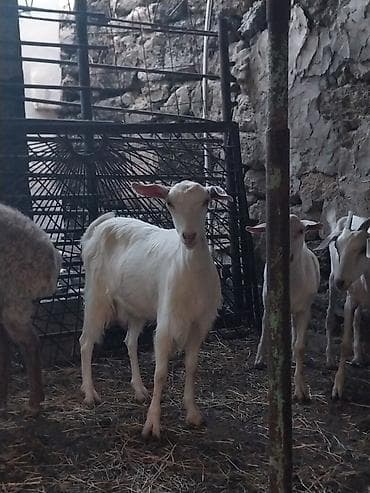 balaken heyvan satisi: 2ana keçi .2 erkək çəpiş .1dənə subay keçi . çəpişlər erkəkdi — 6