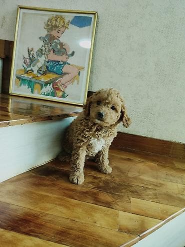 şpitz itləri: Pudel — 3