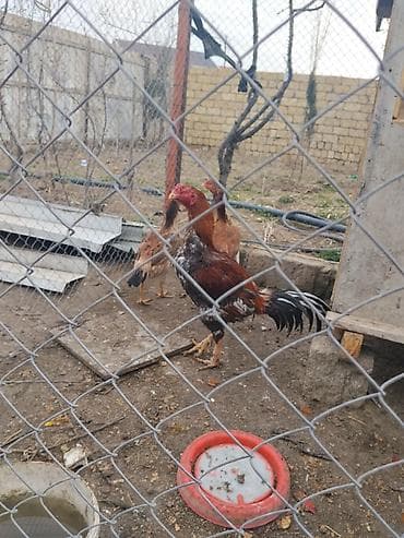 samoyed satisi: Toyuq, Damazlıq — 4