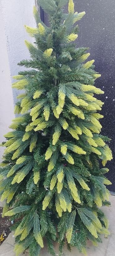 Məhsul: Qazax şam ağacı (dekorativ iynəyarpaq) - Tip: Həmişəyaşıl