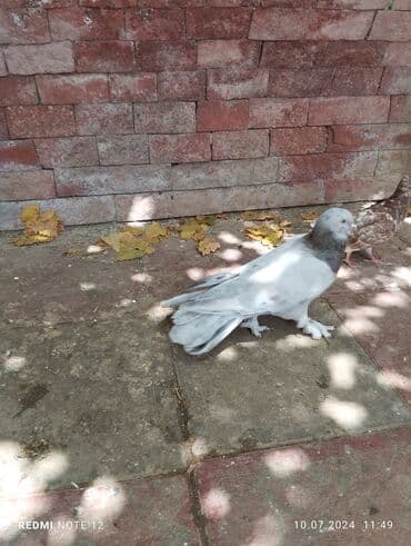 hazır ev çertyojları: Hazır cütdülər.Soğan ebrew qizğin erkək 18 tükdür.Maya 13-14 tük — 5