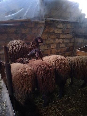 4 dişi 1 erkey toğlu 9 aylıq təmiz cins heyvanlardı Məhsul