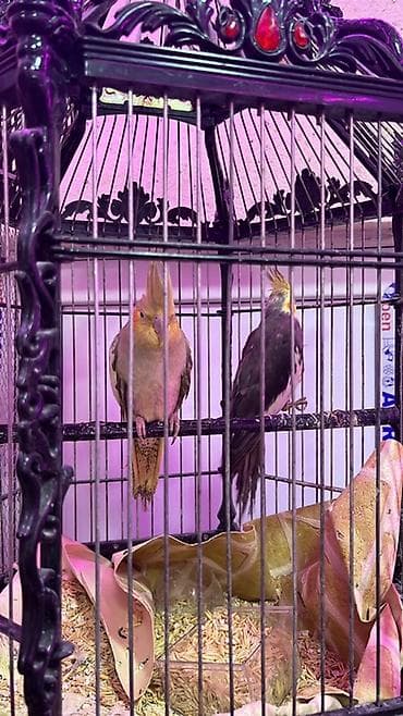 Gəmiricilər: Nymph kakadu (cockatiel) cütlüyü və qəfəs dəsti - Növ: Nymph kakadu — 1