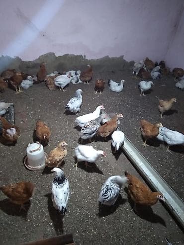 cuce: Toyuq cücələri, Damazlıq — 4