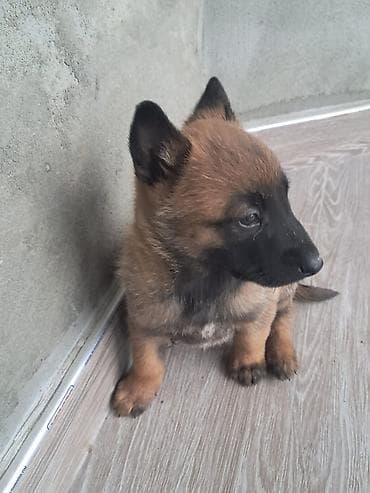 cane corso qiyməti: Belçika çoban iti, 1 ay, Erkek, Peyvəndli, Ünvandan götürmə, Pulsuz çatdırılma — 7