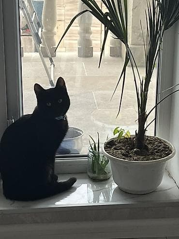 dişi pişik adları: Yaxşı əllərə — 1