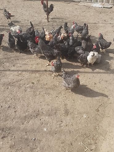 lider toyuq: Toyuq, Yumurtalıq — 7