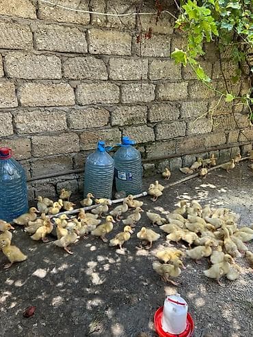 ordey balası: 15 günlüy 85 ədəd PEKİN ördəy balalarıdı hamsı tam sağlamdı — 3