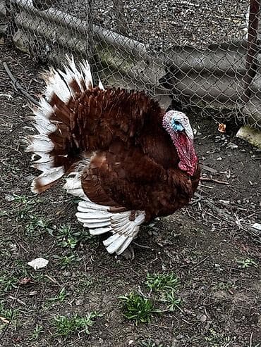 heyrati xoruz satilir: Şəkillərdə göstərilən hind quşularının yumurtaları satılır. qiyməti 2 — 3
