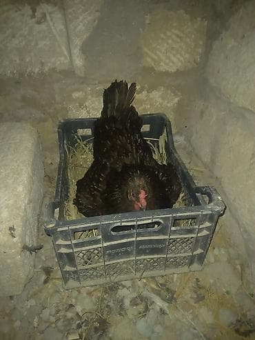Toyuq, Australorp, Damazlıq, Ünvandan götürmə