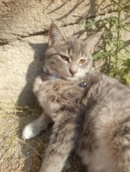 котёнок в добрые руки: Табби, Самка, В добрые руки, Бесплатная доставка — 2