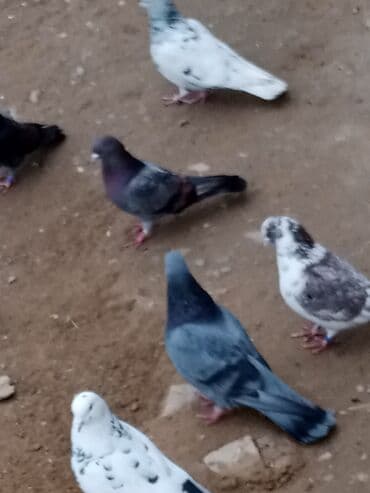 Gəmiricilər: Məhsul: Ev göyərçinləri (bir neçə fərqli rəng və naxışda) Təsvir: - — 3