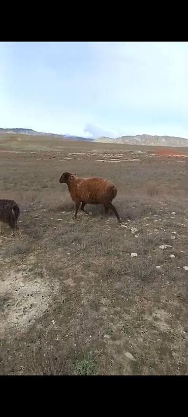 it qovan cihaz: 4dənə qala sortu qoçu isteyen buyursun — 3