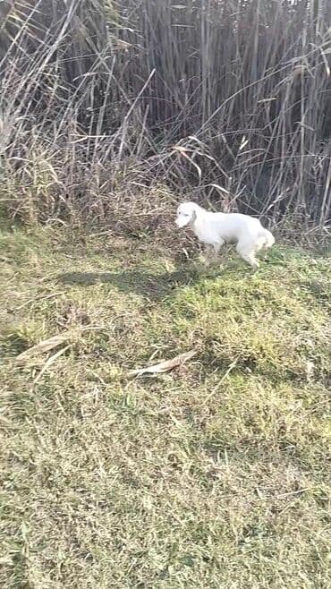 ag itler: Ov itləri – İngilis Setteri (ağ rəngdə) - Cins: İngilis setteri (ov — 3