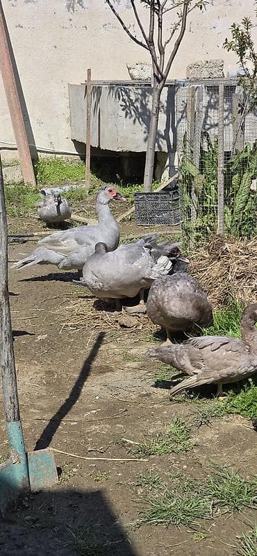 lal ördek: Cavan Lavanda erkəyi,7 aylıq.Ünvan kənd Ramana,Sabunçuya tam — 1