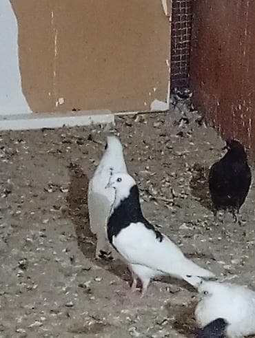 tap az afcarka: Boynugullulər 50 AZN qirmizi cəplər 60azn qalan quşların öz qiyməti — 2