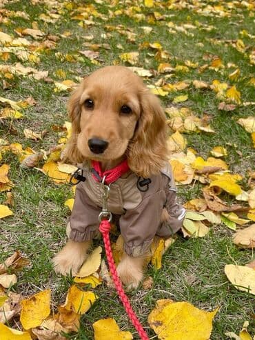 coban it adlari: Koker spaniyel — 2