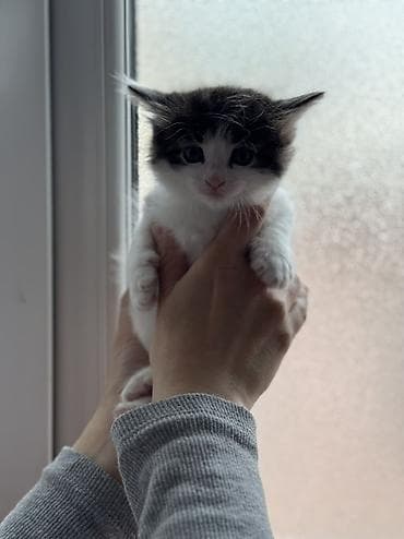 pişik balasi: Yaxşı əllərə — 3