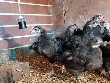 Pişiklər: Toyuq, Australorp, Damazlıq — 3