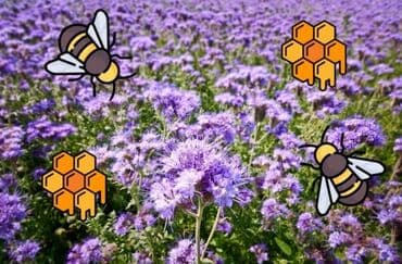 xaşa toxumu: Arıçılıq üçün faceliya (Phacelia tanacetifolia) toxumu - Bal arıları — 1