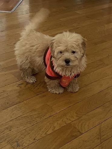 Malta bolonka, 2 ay, Dişi