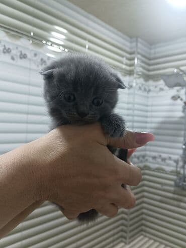 Gəmiricilər: Şotland yastı qulaq — 1