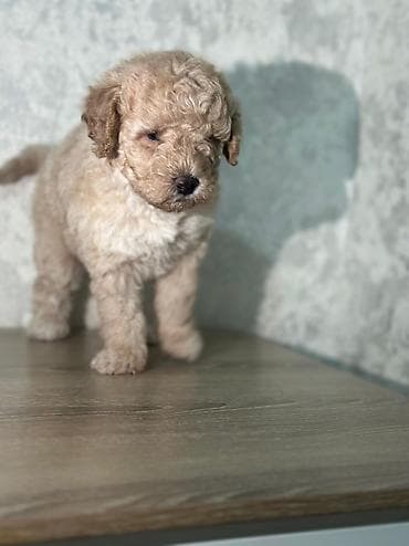 avçarka itləri: Pudel, 2 ay, Erkek, Peyvəndli, Pulsuz çatdırılma — 3