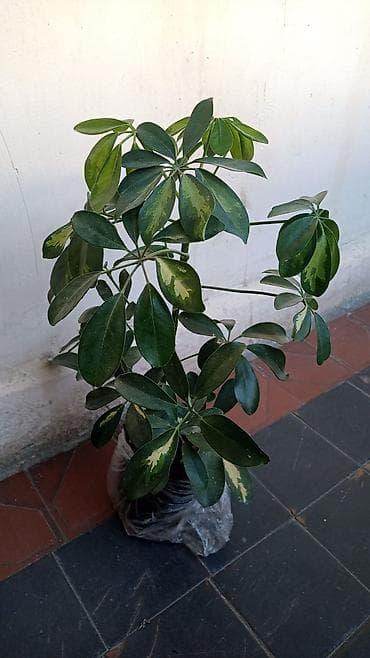 Bitki: Schefflera (Umbrella Plant) – xallı, dekorativ yarpaqlı növ at lalafo.az Bitki: Schefflera (Umbrella Plant) – xallı, dekorativ yarpaqlı növ