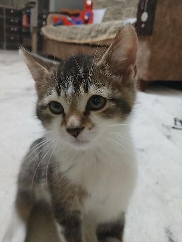 pişik sumkası: Pişik 5 aylıqdır, erkəkdi çox mehribandı.Yemeyi baxımı hər şeyinə — 2