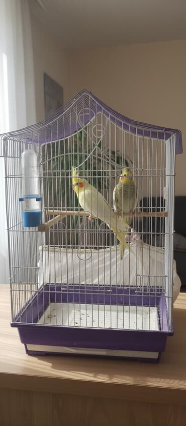 dekorativ quş: Nə təklif olunur: - 2 ədəd nimfa tutuquşu (cockatiel) – biri açıq — 2