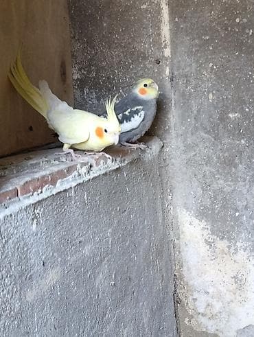 qus nomreleri: Nimfalari (Cockatiel) cütü - Növ: Nimfa tutuquşusu (Cockatiel) - — 3