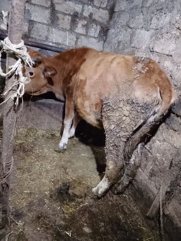 Kənd təsərrüfatı quşları: Mal-qara – inək - Yerli cinsə yaxın, qəhvəyi rəngdə inək - Sağım və — 2