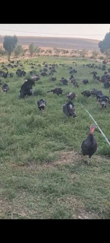 рынок животных в баку: Super Təmiz əti Bakiyə catırma var Pulsuzdur Ünvana 1 kq 13 manat — 2