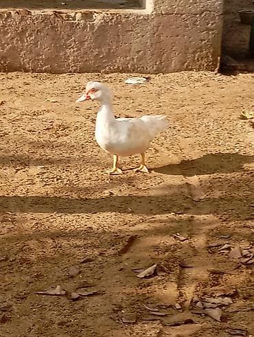 aeroqraf satilir: Satılır Təcili 30 — 1