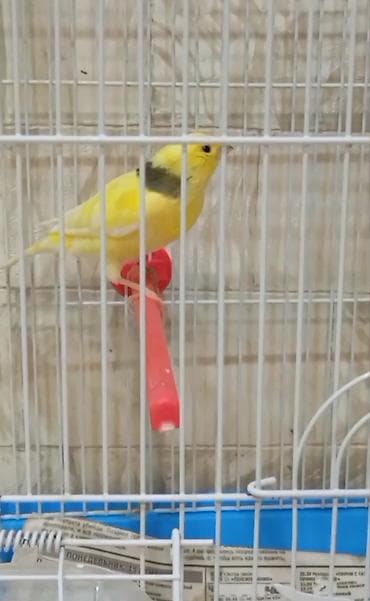 amadin qusu: Bulbül cavan ərkək — 5